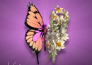 Animaci�n mariposa